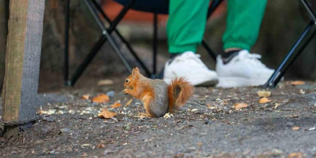 Sonbaharın kalbi burada atıyor! Tüm Türkiye’nin akın ettiği adres: Renk cümbüşü kendini gösterdi 6